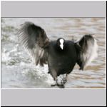 Fulica atra - Blaesshuhn 03.jpg